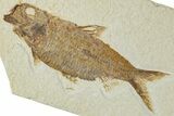 Detailed Fossil Fish (Knightia) - Wyoming #227444-1